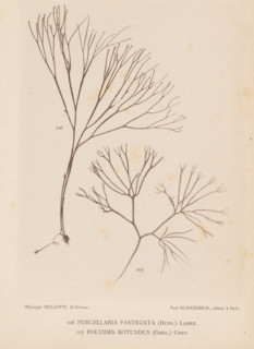 Two species of seaweed, page, photomechanical print, (106) is Furcellaria fastigiata, (107) is