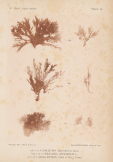 Three species of seaweed, page, photomechanical print, (108a) and (108b) is Corallina squamata,