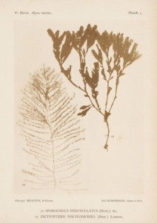 Two species of seaweed, page, photomechanical print, (12) is Sporochnus pedunculatus, (13) is