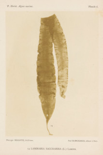 Sugarweed, page, photomechanical print, inscription: 'Laminaria saccharina (L.) Lamour.', number: