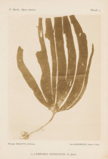 Kelp, page, photomechanical print, number: '15', inscription: 'Laminaria flexicaulus. Le Jolis.',