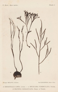 Three species of seaweed, page, photomechanical print, (16) is belt seaweed, (17) is brown seaweed,