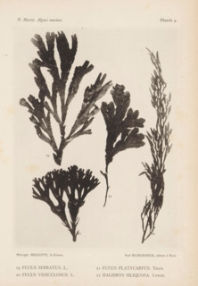 Four species of seaweed, page, photomechanical print, (19) is sawn sea oak, (20) is bladderwrack,