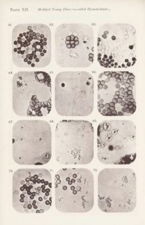 Twelve enlargements of blood corpuscles, page, photomechanical print, number: 'Photo. 61., Photo.