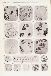 Eleven enlargements of blood corpuscles and fibrin and a diagram, page, photomechanical print,