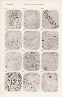 Twelve enlargements of lymphocytes, page, photomechanical print, number: 'Pl. XV.', number: 'Photo.