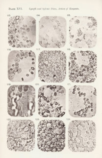 Twelve enlargements of the effects of saline solution on lymphocytes, page, photomechanical print,