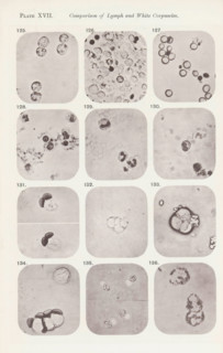 Twelve enlargements of white blood cells, page, photomechanical print, number: 'Pl. XVII.', number: