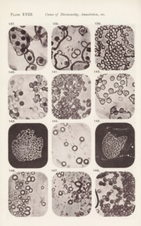 Twelve magnifications of blood corpuscles and myelin, page, photomechanical print, number: 'Pl.