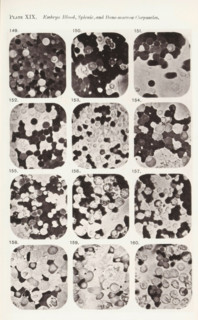 Twelve enlargements of blood cells from an embryo, page, photomechanical print, number: 'Photo. 149