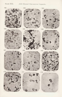 Twelve magnifications of blood corpuscles in a bone marrow, page, photomechanical print, number: