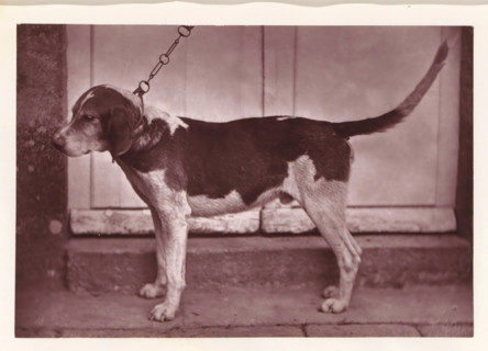 Hunting dog, named Banco, page, photomechanical print, photographer: Léon Cremière, France, cliché