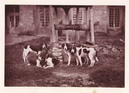 Hunting dogs, called Bélisaire, Joyeuse, Debarbeur, Rochester and Saladine, page, photomechanical