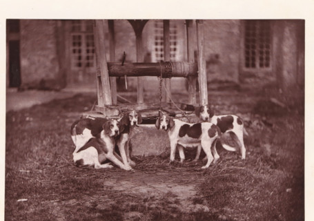 Hunting dogs, named Banco, Roquelaure, Duchesse and Jongleur, page, photomechanical print,