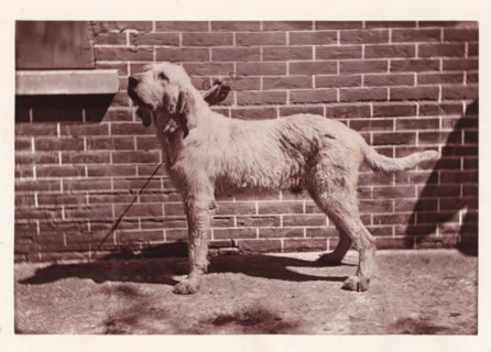Hunting dog, page, photomechanical print, photographer: Léon Cremière, France, cliché maker: