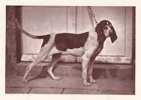 Hunting dog, called Calypso, page, photomechanical print, photographer: Léon Cremière, France,