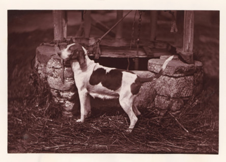 Hunting dog, called Princesse, page, photomechanical print, photographer: Léon Cremière, France,