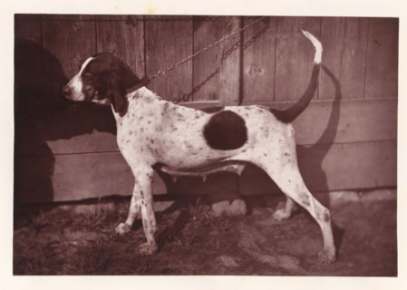 Hunting dog, named Cérès, page, photomechanical print, photographer: Léon Cremière, France, cliché