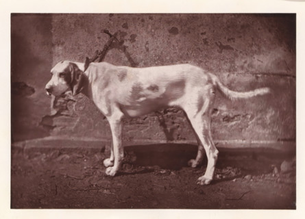 Hunting dog, named Tamerlan, page, photomechanical print, photographer: Léon Cremière, France,