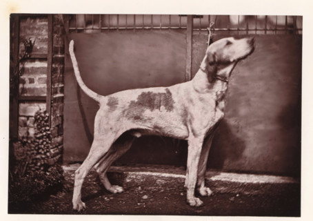 Hunting dog, called Mirliton, page, photomechanical print, photographer: Léon Cremière, France,