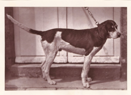 Hunting dog, called Bélisaire, page, photomechanical print, photographer: Léon Cremière, France,