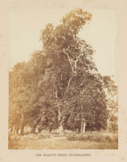 The Walnut Trees, Interlachen, Walnut trees in Interlaken, photograph, page, photographer: Francis