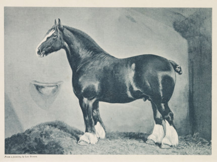 Photographic reproduction of a painting of a Shire horse by Lou Burke, Shire Stallion, 'Vulcan',