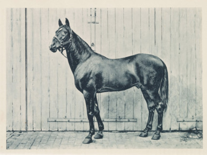 Photographic reproduction of a painting of an Arabian thoroughbred, Arab Stallion, 'El Emir',