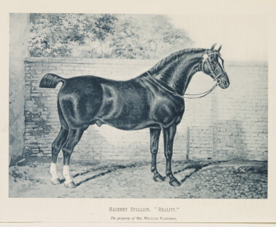 Hackney Stallion, 'Reality', Photographic reproduction of a painting of a Hackney horse,