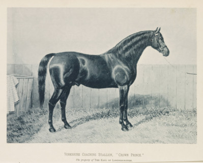 Photographic reproduction of a painting of a Hackney horse in a stable, Hackney Mare, 'Movement',