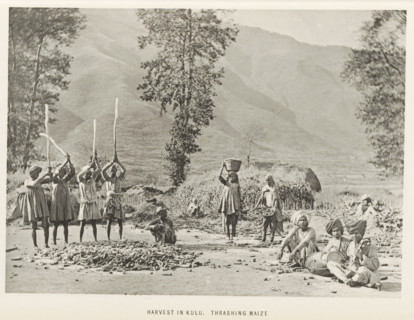 Threshing maize at Kullu, Himachal Pradesh, India, page, photomechanical print, caption: 'HARVEST