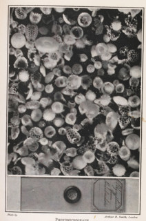 Photomicrograph, Microscope image of crystals and the container with these crystals in full size,