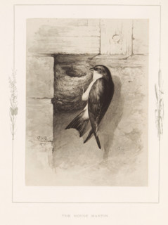 The house martin, Photo reproduction of a drawing of a house martin by Philip Henry Delamotte,