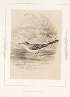 Photo reproduction of a drawing of a yellow wagtail by Philip Henry Delamotte, The yellow wagtail,