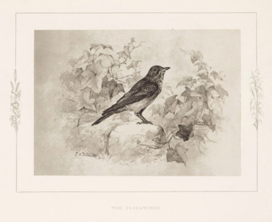 The flycatcher, Photo reproduction of a drawing of a flycatcher by Philip Henry Delamotte,