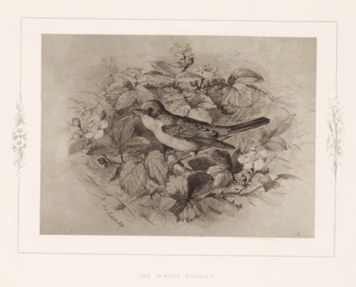 The white throat, Photo reproduction of a drawing of a warbler by Philip Henry Delamotte,