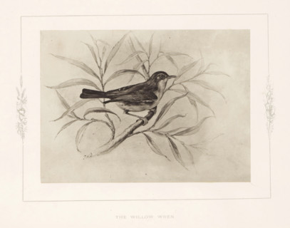 The willow wren, Photo reproduction of a drawing of a willow warbler by Philip Henry Delamotte,