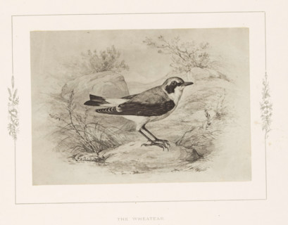 Photo reproduction of a drawing of a wheatear by Philip Henry Delamotte, The wheatear, photograph,