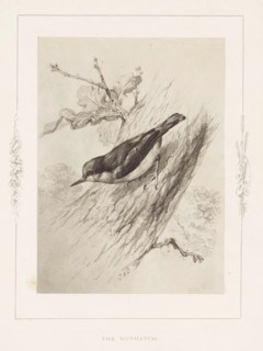 Photo reproduction of a drawing of a nuthatch by Philip Henry Delamotte, The nuthatch, photograph,