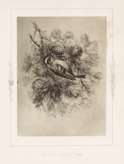 The gold-crested wren, Photoreproduction of a drawing of a wren by Philip Henry Delamotte,