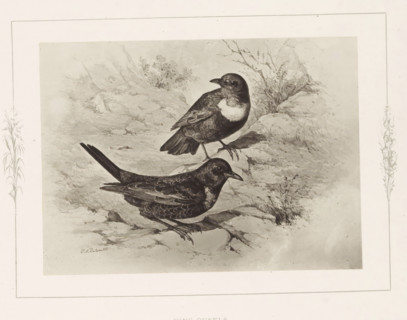 Photo reproduction of a drawing of two ringing birds by Philip Henry Delamotte, Ring-ousels,
