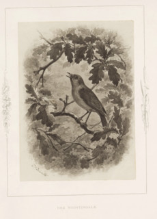 Photo reproduction of a drawing of a nightingale by Philip Henry Delamotte, The nightingale,