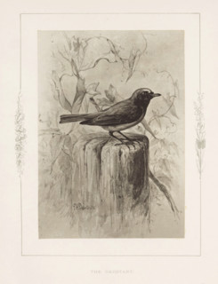 The redstart, Photo reproduction of a drawing of a redstart by Philip Henry Delamotte, photograph,