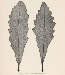 Two oak leaves, page, photomechanical print, number: 'Fig. 113.', photographer: Alois Auer, cliché
