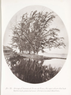 Group of Ironwood Trees at Paea, the spot where the last battle took place between Christians and