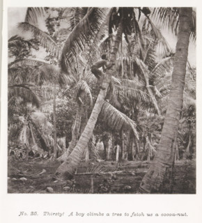 Thirsty! A boy climbs a tree to fetch us a cocoa-nut, Boy climbing a coconut tree in Tahiti, page,