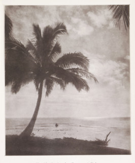Coconut palm in Tahiti, Study of a Cocoa-nut Palm, page, photomechanical print, number: 'No. 28.',