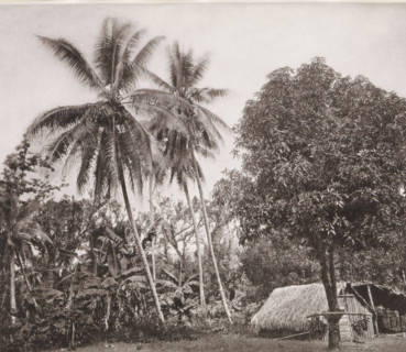 View of a house in Tahiti, Native Huts in the woods. E. side of the Island, page, photomechanical