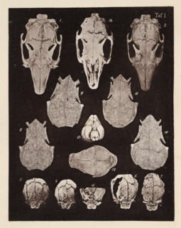 Fourteen faces of a rabbit skull, page, photomechanical print, number: 'Taf. I. 1 2 3 4 5 6 7 8 9