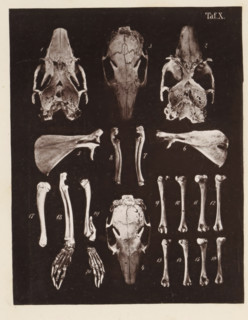 Twenty faces of bones and the skull of a rabbit, page, photomechanical print, number: 'Taf. X. 1 2